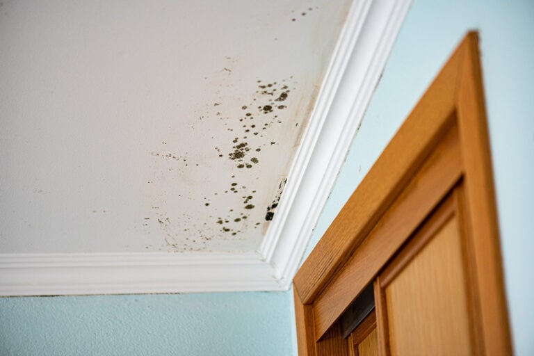 Mold Inspection: Ensuring a Safe and Healthy Living Space