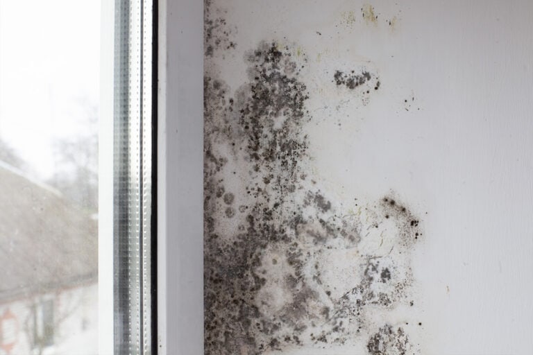 Understanding and Combating Black Mold on Windows